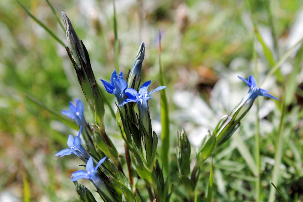 Gentiana nivalis